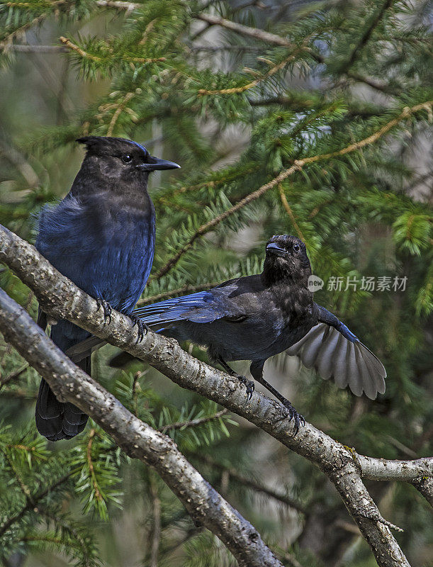 虎头鸦(Cyanocitta stelleri)是一种原产于北美西部的松鸦。它也被称为长冠松鸦，山松鸦和松鸦。它是落基山脉西部唯一的冠鸦。